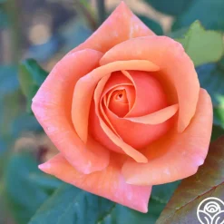 High Sheriff™><noscript><img width=