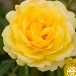 High Voltage>Heirloom Roses Best