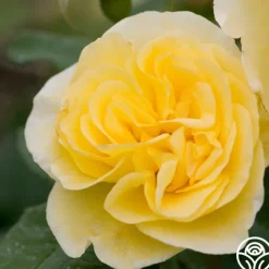 High Voltage>Heirloom Roses Best