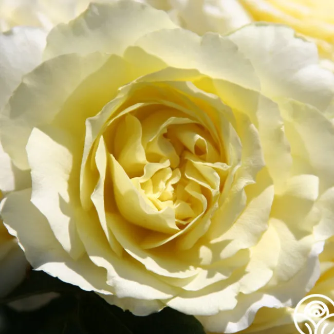 Highfield®>Heirloom Roses Sale