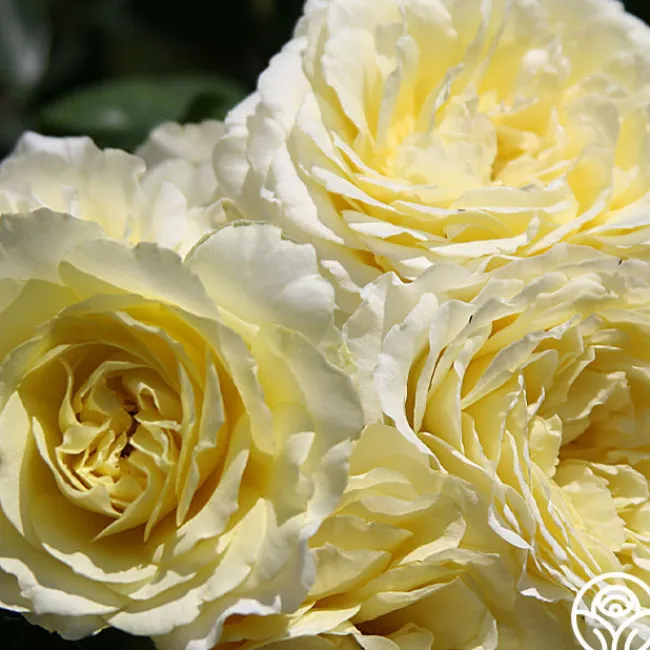 Highfield®>Heirloom Roses Sale