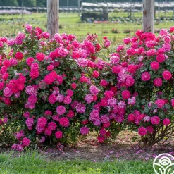 Highwire Flyer™>Heirloom Roses Discount