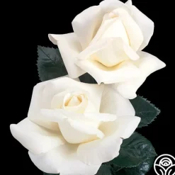 Home And Family™>Heirloom Roses Online