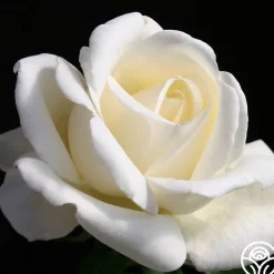 Home And Family™>Heirloom Roses Online