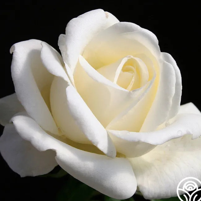 Home And Family™>Heirloom Roses Online