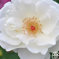 Home And Family™><noscript><img width=