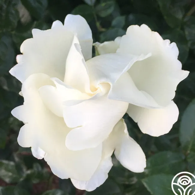 Home And Family™>Heirloom Roses Online