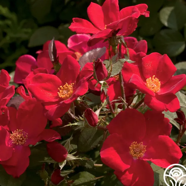 Home Run™>Heirloom Roses Hot