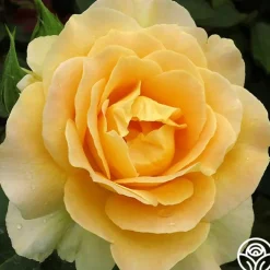 Honey Bouquet>Heirloom Roses New