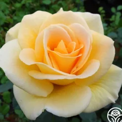 Honey Bouquet>Heirloom Roses New