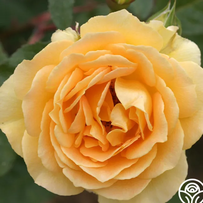Honey Bouquet>Heirloom Roses New