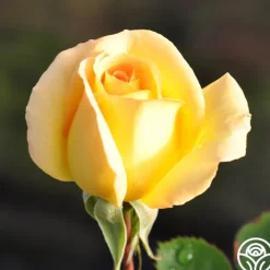 Honey Bouquet><noscript><img width=