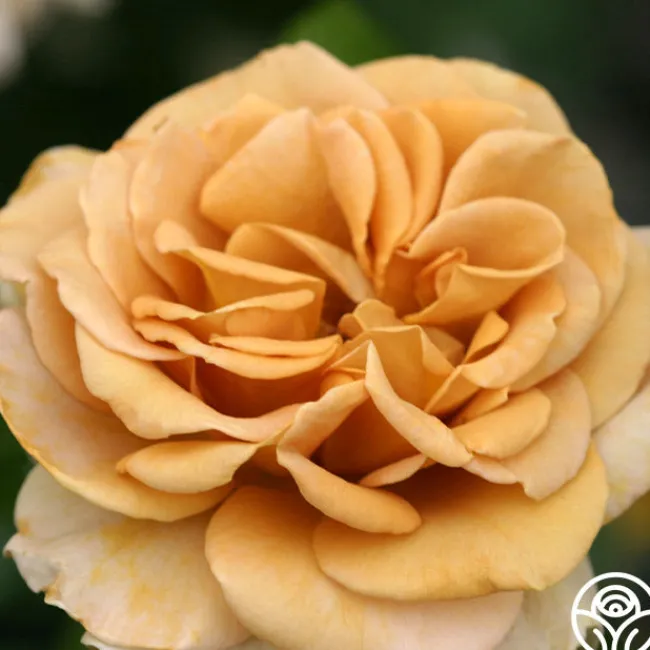 Honey Dijon™>Heirloom Roses New