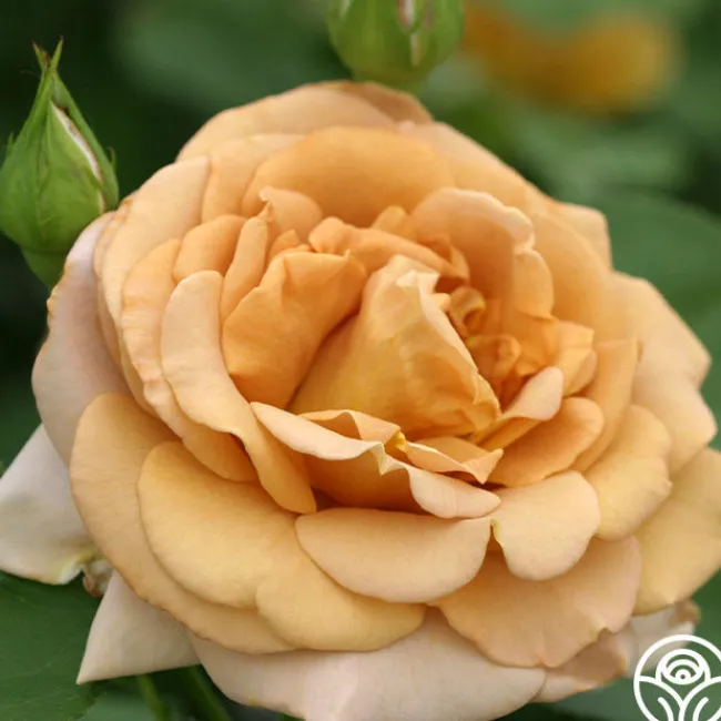 Honey Dijon™>Heirloom Roses New