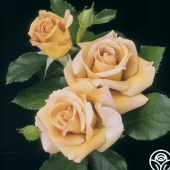 Honey Dijon™><noscript><img width=