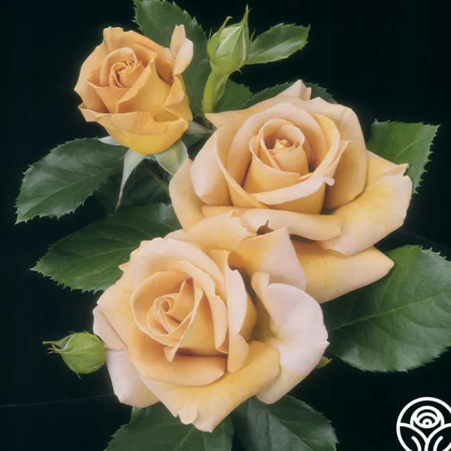 Honey Dijon™>Heirloom Roses New