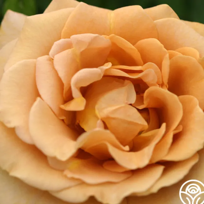 Honey Dijon™>Heirloom Roses New