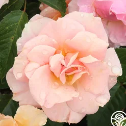Honey Nectar™>Heirloom Roses Sale