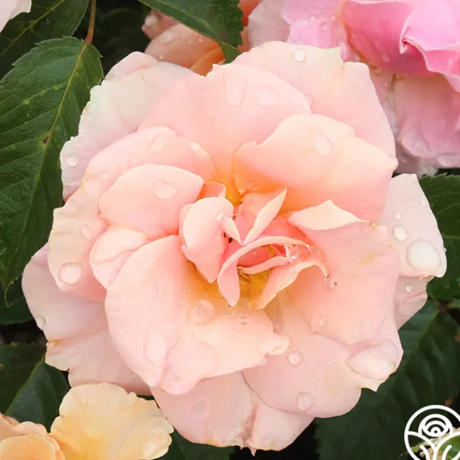 Honey Nectar™>Heirloom Roses Sale