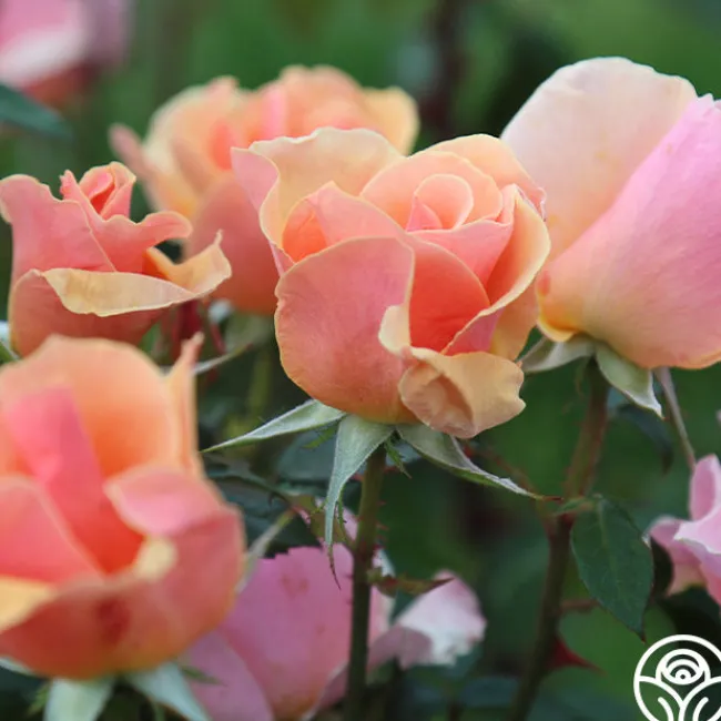 Honey Nectar™>Heirloom Roses Sale