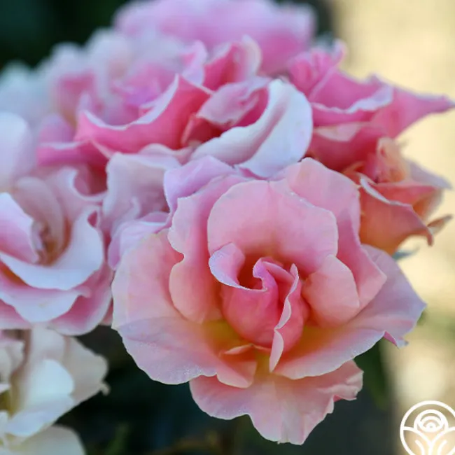 Honey Nectar™>Heirloom Roses Sale