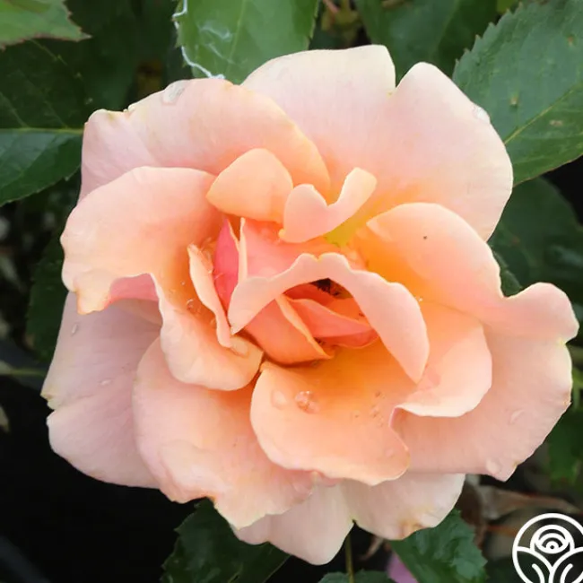 Honey Nectar™>Heirloom Roses Sale