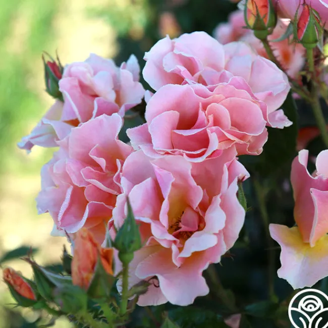 Honey Nectar™>Heirloom Roses Sale