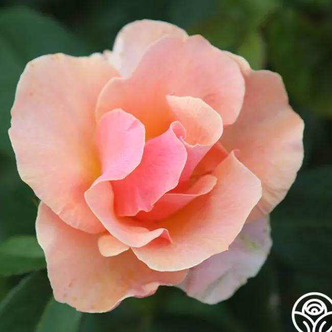 Honey Nectar™>Heirloom Roses Sale