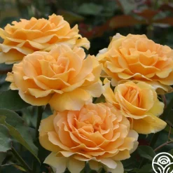 Honey Perfume™>Heirloom Roses Discount