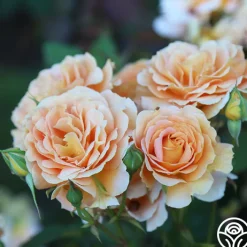 Honey Perfume™>Heirloom Roses Discount
