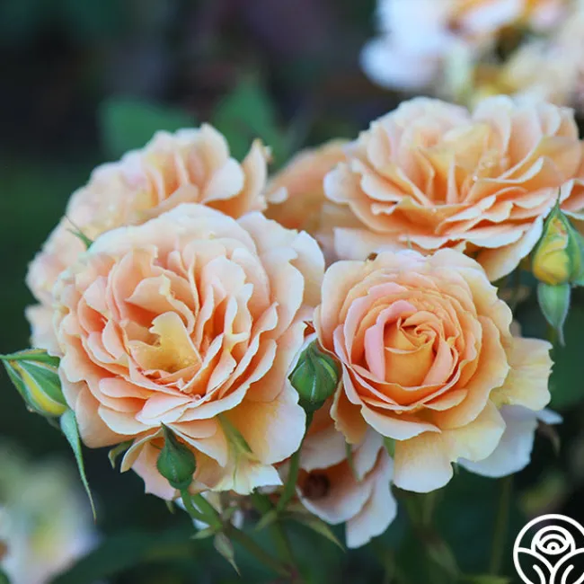 Honey Perfume™>Heirloom Roses Discount