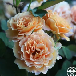 Honey Perfume™><noscript><img width=
