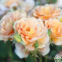 Honey Perfume™><noscript><img width=