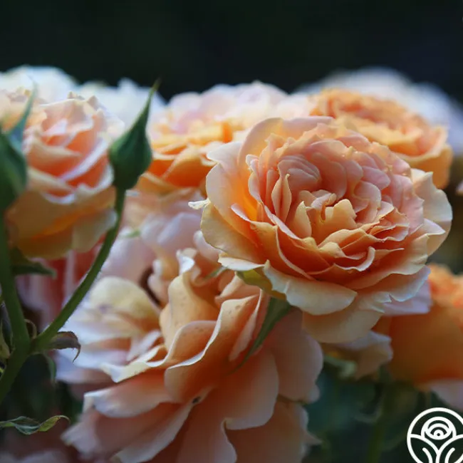 Honey Perfume™>Heirloom Roses Discount