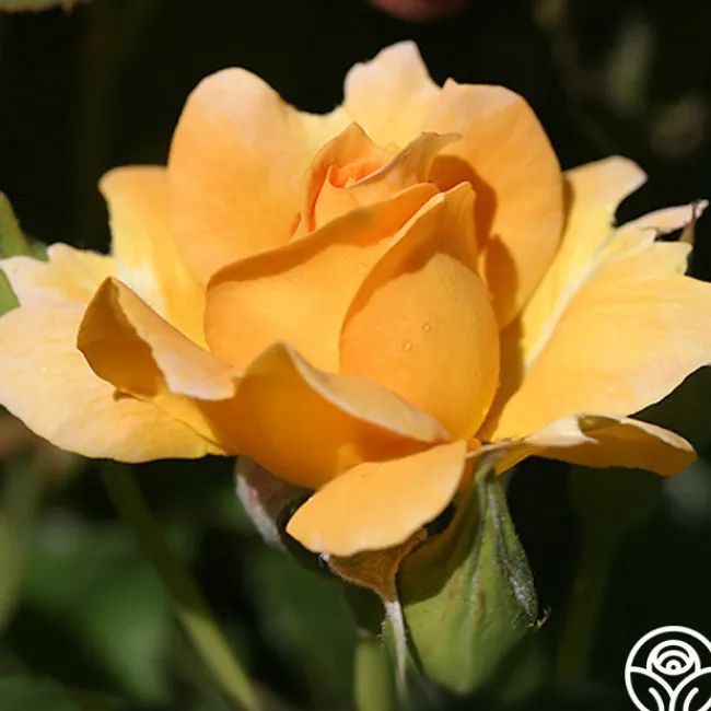 Honey Perfume™>Heirloom Roses Discount