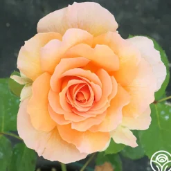 Honey Perfume™><noscript><img width=