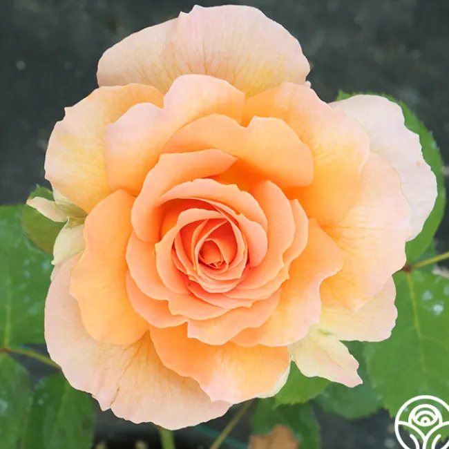 Honey Perfume™>Heirloom Roses Discount