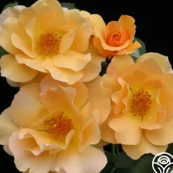 Honey Perfume™><noscript><img width=