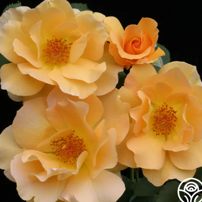 Honey Perfume™>Heirloom Roses Discount