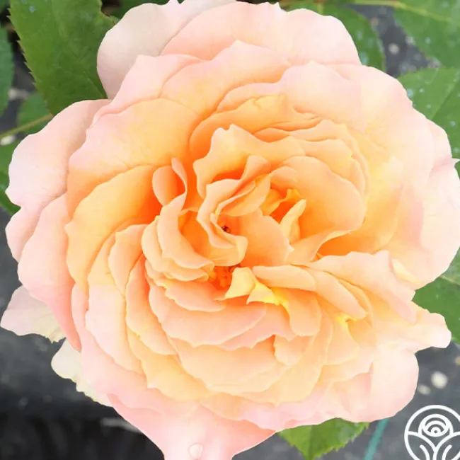 Honey Perfume™>Heirloom Roses Discount
