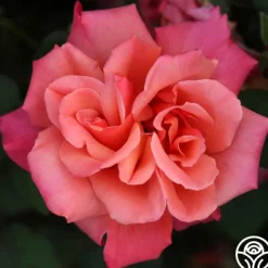 Honeysweet>Heirloom Roses Clearance