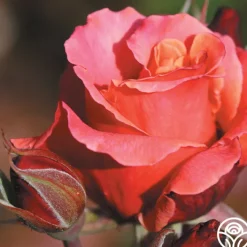 Honeysweet>Heirloom Roses Clearance