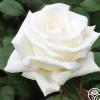 Honor™>Heirloom Roses Discount