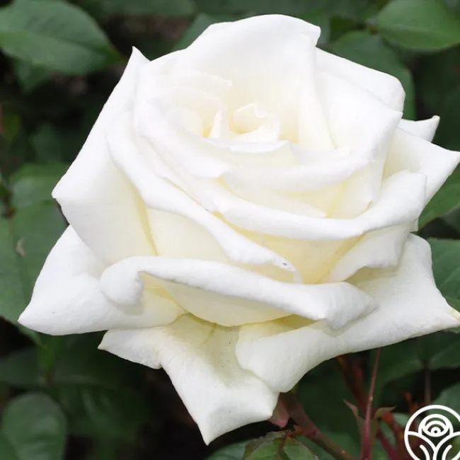 Honor™>Heirloom Roses Discount