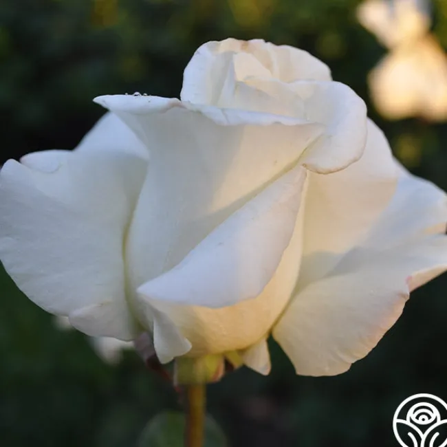 Honor™>Heirloom Roses Discount