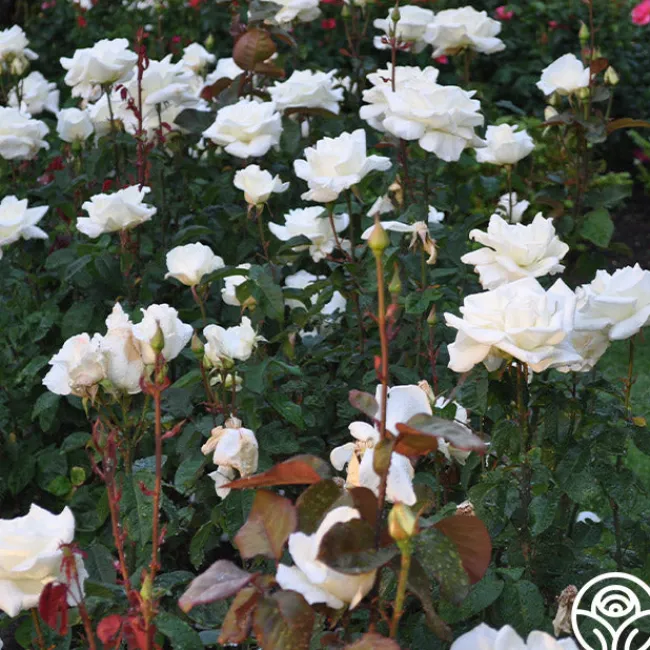 Honor™>Heirloom Roses Discount