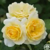 Honor Elizabeth™>Heirloom Roses Clearance
