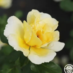 Honor Elizabeth™><noscript><img width=