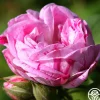 Honorine de Brabant>Heirloom Roses Discount