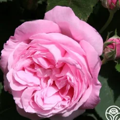 Honorine de Brabant>Heirloom Roses Discount